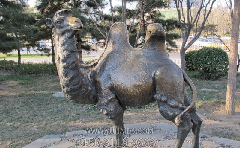 草地上擺放的回頭大玻璃鋼創意駱駝雕塑